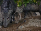 PICTURES/Javalina/t_Group With Babies Closeup1.JPG